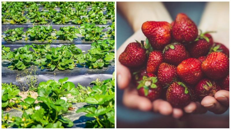 Финальный аккорд осени: простые действия, которые влияют на ягоды следующего сезона