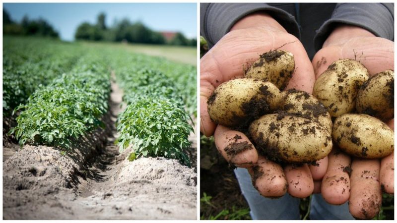 Як не угробити врожай: які рослини не можна вирощувати поруч із картоплею
