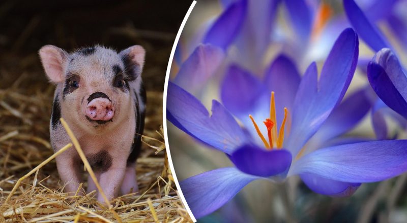 Китайский гороскоп на сегодня 16 марта: Тиграм - разочарование, Свиньям - проблемы