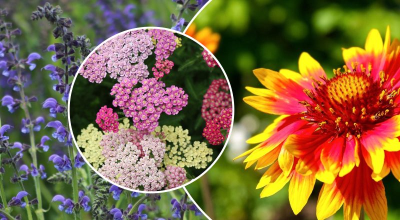 Что посадить на солнечной клумбе: самые засухоустойчивые многолетники