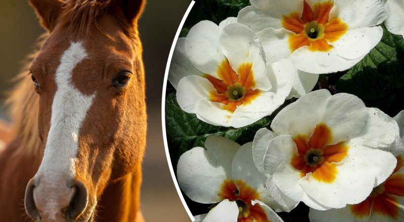 Китайский гороскоп на сегодня 17 марта: Кроликам - стресс, Лошадям - осуждение