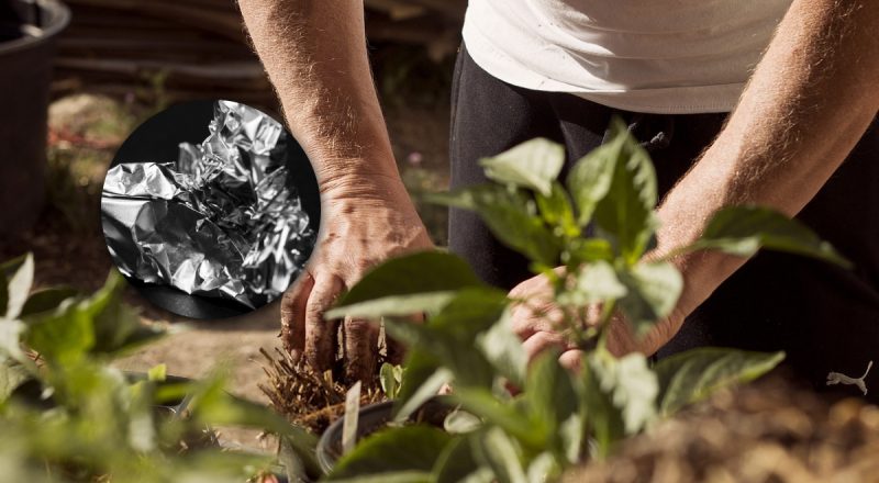 Садоводов призывают разложить фольгу в садах: в чем причина