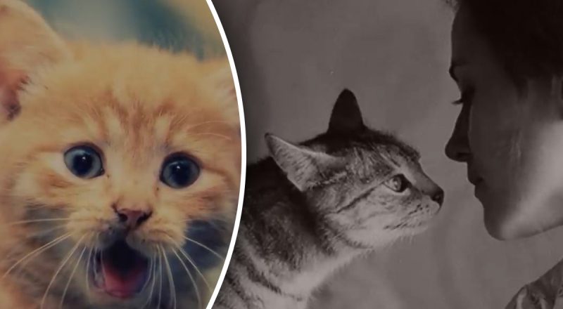 Как показать домашней кошке свою любовь: три проверенных способа