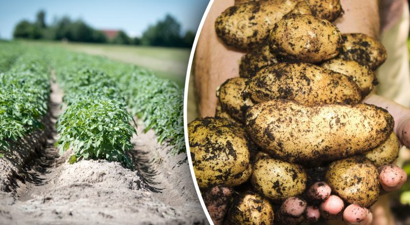 Як збільшити урожай картоплі вдвічі: японський секретний метод