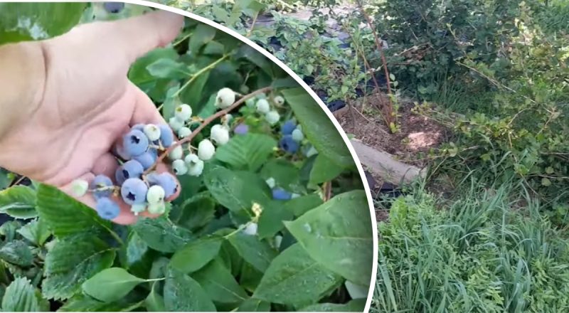 Как сажать голубику - лучшие условия для здорового роста