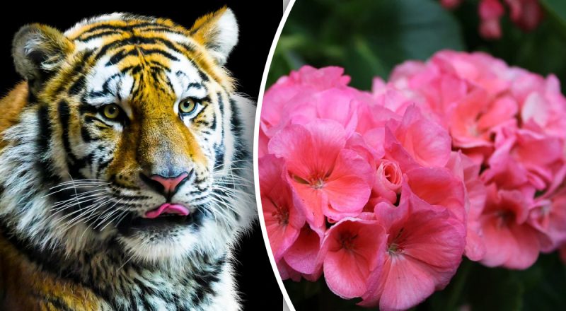 Китайский гороскоп на сегодня 20 марта: Тиграм - несчастье, Свиньям - неуверенность