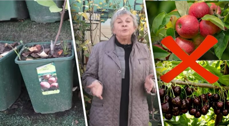 Рослини, які не можна садити поруч із фруктовими деревами - список