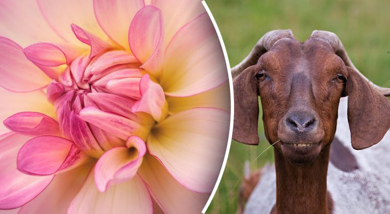 Китайский гороскоп на сегодня 25 марта: Козлам - конфликты, Свиньям - слухи