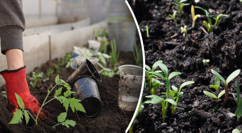 Без зайвої хімії: як підібрати найкращі добрива для городу