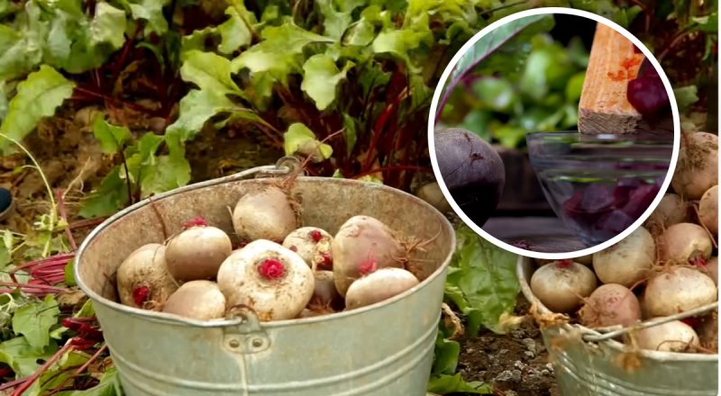 Урожайный и с отличным вкусом: опытная огородница назвала самый лучший сорт свеклы