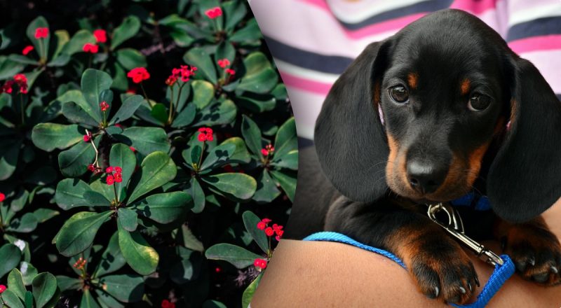 Китайский гороскоп на сегодня 28 марта: Драконам - ложь, Собакам - стресс