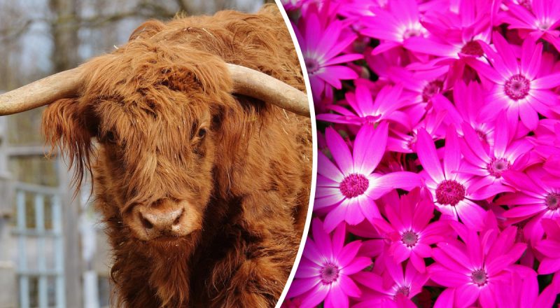 Китайский гороскоп на сегодня 30 марта: Быкам - споры, Собакам - стресс