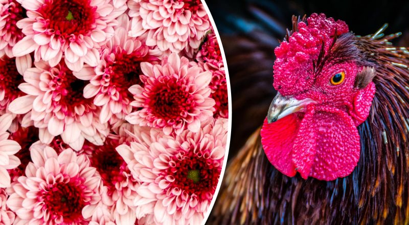 Китайський гороскоп на сьогодні 31 березня: Кроликам - напади, Півням - ризики