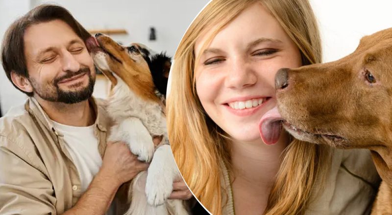 Почему нельзя отказывать собакам в вылизывании: что произойдет, если им запретить