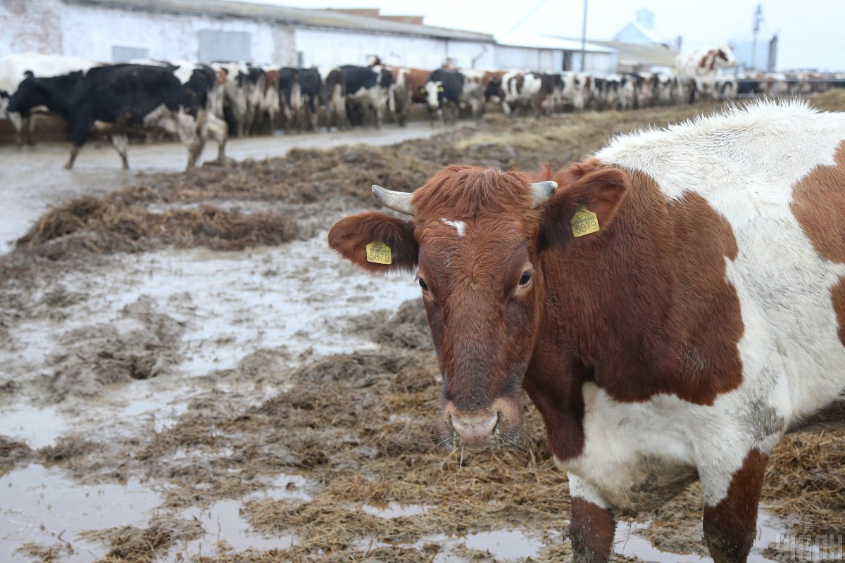 Не варто сподіватися на зниження ціни на яловичину та свинину найближчим часом, переконаний Марчук