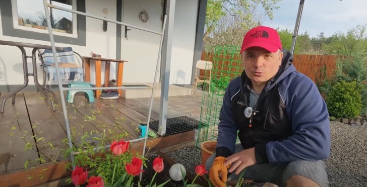 Клематис Клематис