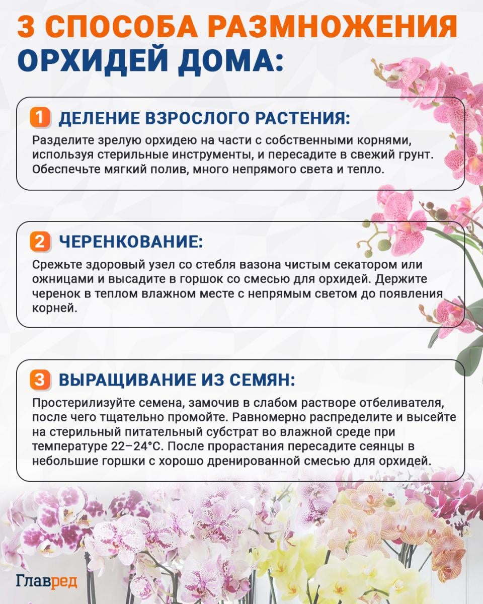 3 способа размножения орхидей дома