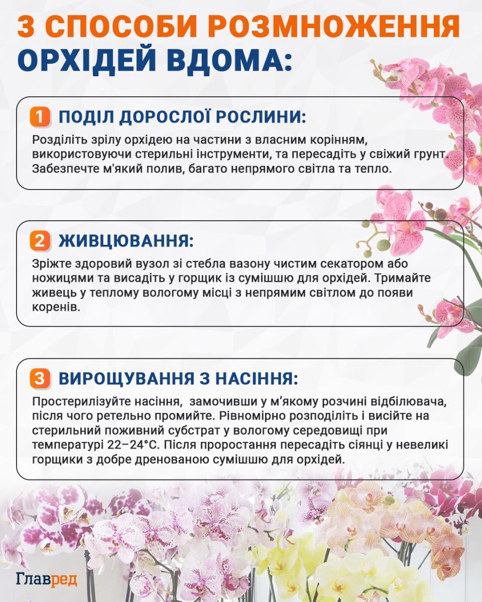 3 способи розмноження орхідей вдома