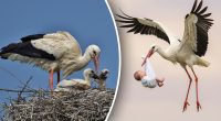 Приносять чужих дітей, а своїх викидають: орнітолог пояснив повір'я про лелек