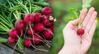 Секрет у поливі: як зробити, щоб редиска не гірчила