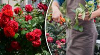 Будуть цвісти все літо на заздрість сусідам: як правильно обрізати троянди