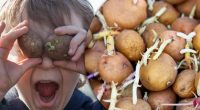 Как остановить прорастание картофеля: эксперты раскрыли секрет долгого хранения
