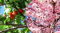 Друзья и враги в саду: что нельзя сажать рядом с вишней и какое соседство любит слива