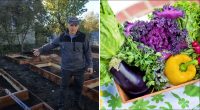Урожай буде вищим, а працювати стане легше: як зробити високі грядки