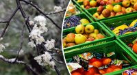 Україна може частково залишитися без популярних фруктів: у чому причина