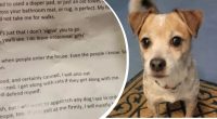 Пара знайшла собаку з запискою: те, що там було написано, розчулює до сліз