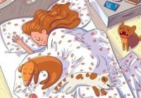 Непростой тест на IQ: найдите пчелу в девичьей спальне с котами за 5 секунд