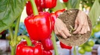 Плоди будуть великими й м'ясистими: чим підживити солодкий перець