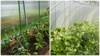 Рекордний урожай здивує навіть сусідів: як швидко зволожити ґрунт у теплиці