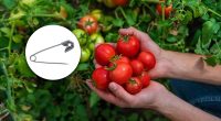 Почервоніють на 10 днів раніше: як шпилькою прискорити дозрівання помідорів