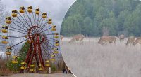 Абсолютний рекорд: в зоні відчуження Чорнобиля зафіксовано рідкісне явище