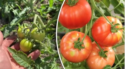 Помідори не будуть хворіти: копійчаний засіб, який є в кожного вдома Помідори не будуть хворіти: копійчаний засіб, який є в кожного вдома