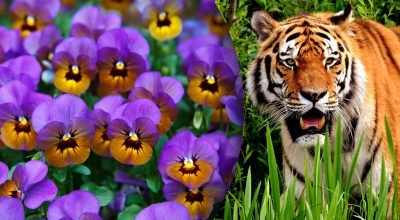 Китайський гороскоп на завтра