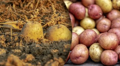 Із чим не можна зберігати картоплю Із чим не можна зберігати картоплю