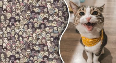 Де захований кіт: лише справжній "Шерлок Холмс" знайде його за 9 секунд