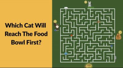 Тест на IQ: яка кішка першою добіжить до миски з їжею