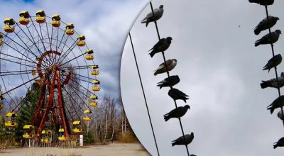 чернобыль, птицы чернобыль, птицы