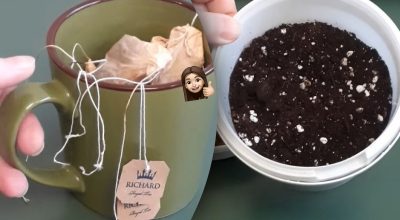 Навіщо класти чайні пакетики у квіткові горщики Навіщо класти чайні пакетики у квіткові горщики