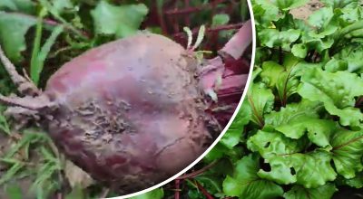 Як зробити, щоб буряк був солодким Як зробити, щоб буряк був солодким