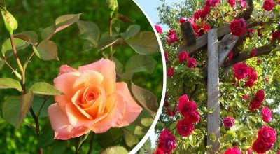 Хімія більше не потрібна: один продукт із холодильника врятує троянди від чорної цвілі
