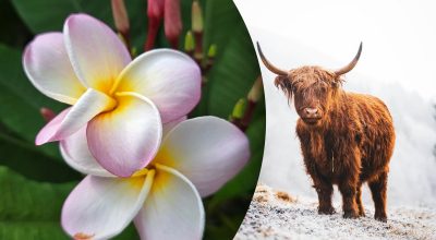 Китайський гороскоп на завтра Китайський гороскоп на завтра