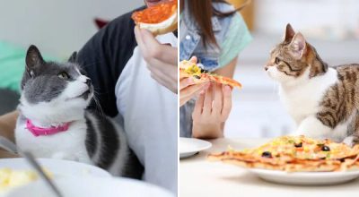 кот, коты кот, коты