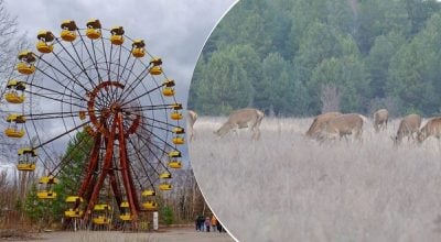 чернобыль, олени чернобыль, олени
