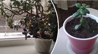 Где разместить денежное дерево? Где разместить денежное дерево?