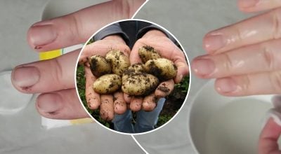 руки, молода картопля руки, молода картопля