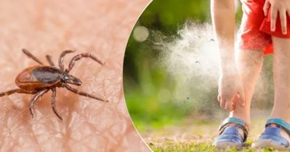 Кліщі їх терпіти не можуть: які рослини слід посадити у квітні для захисту